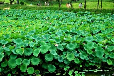 【纪检监察室】芝兰花开 清风徐来